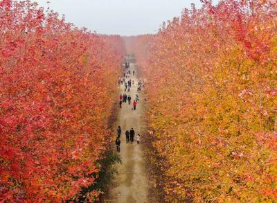 如果秋天有颜色，那一定是枫叶红！