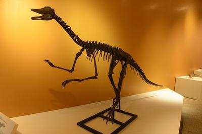 探秘白垩纪，青岛这场展览带你“重返”恐龙时代！