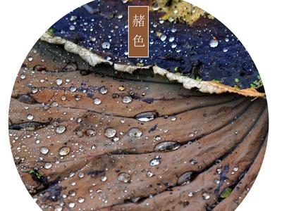 每张都能当壁纸！秋冬的青岛竟如此多彩