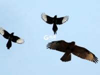 精彩！群鹊斗老鹰，这场战斗到底是谁赢了？