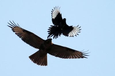 精彩！群鹊斗老鹰，这场战斗到底是谁赢了？