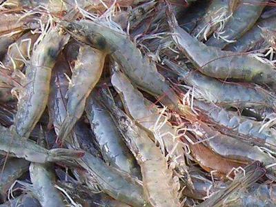 海关总署：厄瓜多尔进口的1批对虾外包装检出阳性