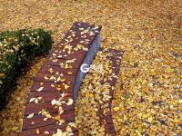 青岛：一朝冬雨寒落叶，满城尽是黄金甲