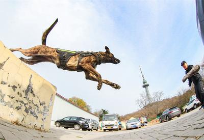 重复指令上千次，特殊“警员”养成记|青岛警察故事②