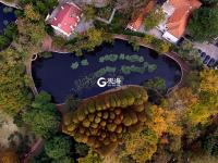 与落叶最后的约会！八大关迎来深冬时节