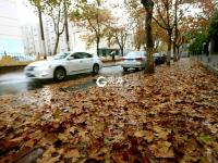 青岛：一朝冬雨寒落叶，满城尽是黄金甲