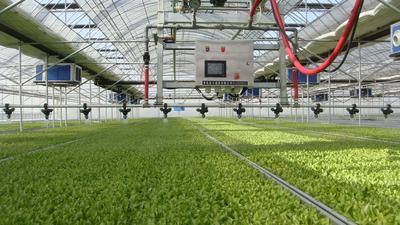 新一代“青岛金花” 本土农企品牌之光——乡村振兴系列（4）