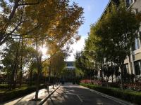 未觉池塘春草绿，阶前梧叶已秋声——深秋的实高园，你见过吗？