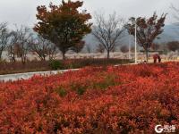 这个周末，来初冬的青岛世博园走走，看看这满目耀眼的“红”吧！