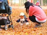 枫叶红了，来小镇看最美秋天