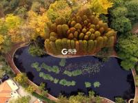 与落叶最后的约会！八大关迎来深冬时节