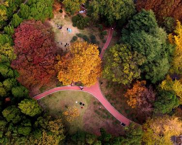 与落叶最后的约会！八大关迎来深冬时节