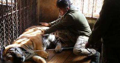 直播|动物世界开启年度体检！画面有点可爱