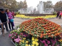 争妍斗艳的中山公园菊展，你get到了吗