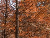 搭上色彩末班车，初冬崂山赏景还不晚