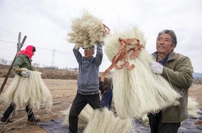 农闲人不闲 粉条变"金条":粉条加工旺季来啦