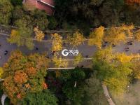 与落叶最后的约会！八大关迎来深冬时节