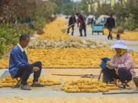 满地金黄，西海岸新区六汪镇的秋天好美