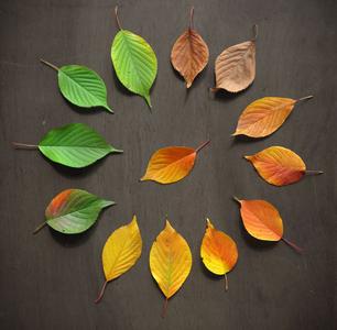 解锁落叶拍照新手法 别样的深秋韵味