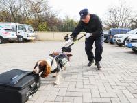 重复指令上千次，特殊“警员”养成记|青岛警察故事②