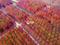 枫叶红了，来小镇看最美秋天