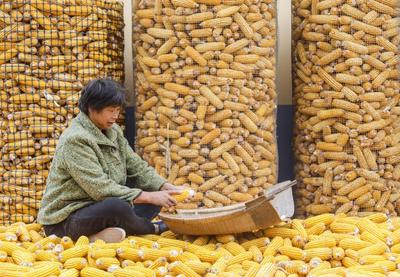 满地金黄，西海岸新区六汪镇的秋天好美