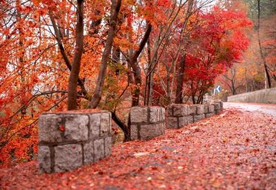 雨后北九水：红叶铺地，美得动人心弦
