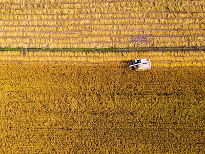 小种子长黄金 青岛加速建设“国际种都”——乡村振兴系列（3）