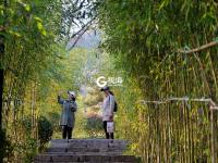 竹林通古寺银杏披金甲 李沧竹子庵景色惹人醉