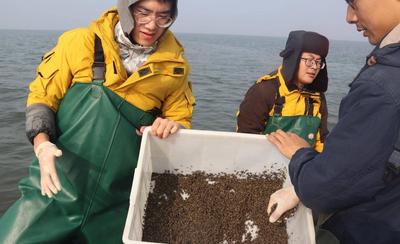 国内最大规模海草种子种植工程启动