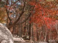 搭上色彩末班车，初冬崂山赏景还不晚