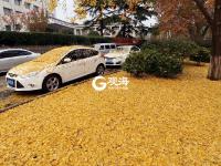 青岛：一朝冬雨寒落叶，满城尽是黄金甲