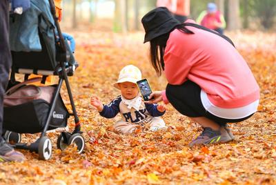 枫叶红了，来小镇看最美秋天