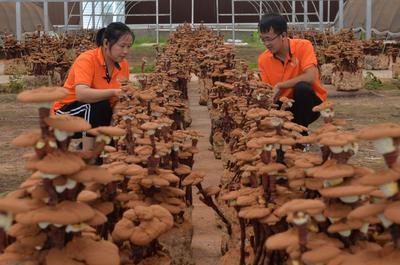 人才返乡去创业 实现创客老板梦——乡村振兴系列（15）