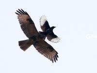 精彩！群鹊斗老鹰，这场战斗到底是谁赢了？