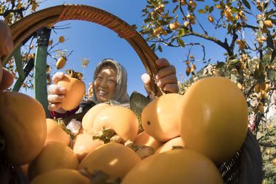 生活“柿柿”如意，即墨鹤山柿子大丰收 