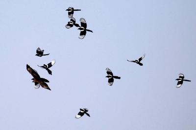 精彩！群鹊斗老鹰，这场战斗到底是谁赢了？