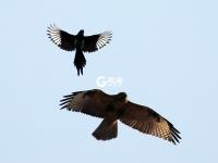 精彩！群鹊斗老鹰，这场战斗到底是谁赢了？