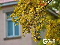 深秋时节，青岛进入五彩斑斓的世界