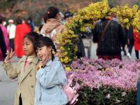 争妍斗艳的中山公园菊展，你get到了吗