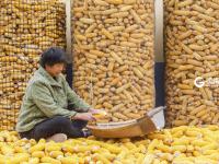 满地金黄，西海岸新区六汪镇的秋天好美