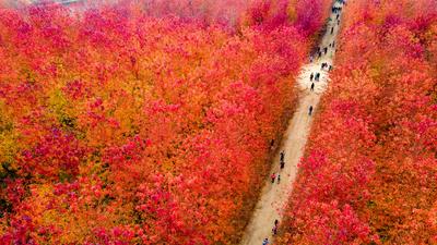 枫叶红了，来小镇看最美秋天