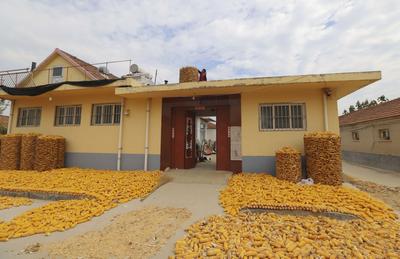 满地金黄，西海岸新区六汪镇的秋天好美