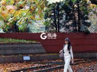 青岛：一朝冬雨寒落叶，满城尽是黄金甲