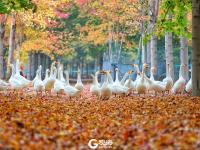 枫叶红了，来小镇看最美秋天