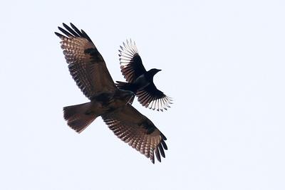 精彩！群鹊斗老鹰，这场战斗到底是谁赢了？