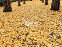 青岛：一朝冬雨寒落叶，满城尽是黄金甲