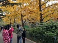 争妍斗艳的中山公园菊展，你get到了吗