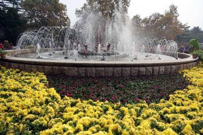 争妍斗艳的中山公园菊展，你get到了吗