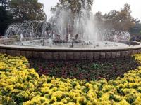 争妍斗艳的中山公园菊展，你get到了吗